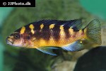 pseudotropheus crabro pseudotropheus crabro