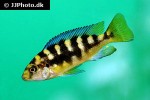 pseudotropheus crabro pseudotropheus crabro