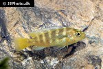 pseudotropheus crabro pseudotropheus crabro