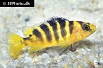 pseudotropheus crabro pseudotropheus crabro