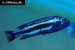 pseudotropheus cyaneorhabdos pseudotropheus cyaneorhabdos