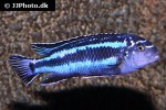 pseudotropheus cyaneorhabdos pseudotropheus cyaneorhabdos