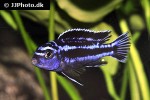 pseudotropheus cyaneorhabdos pseudotropheus cyaneorhabdos