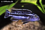 pseudotropheus cyaneorhabdos pseudotropheus cyaneorhabdos