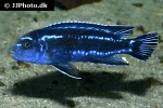 pseudotropheus cyaneorhabdos pseudotropheus cyaneorhabdos
