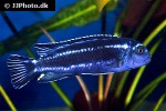 pseudotropheus cyaneorhabdos pseudotropheus cyaneorhabdos