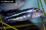 pseudotropheus cyaneorhabdos pseudotropheus cyaneorhabdos