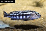 pseudotropheus cyaneorhabdos pseudotropheus cyaneorhabdos
