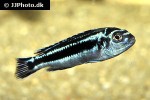 pseudotropheus cyaneorhabdos pseudotropheus cyaneorhabdos