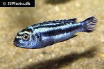 pseudotropheus cyaneorhabdos pseudotropheus cyaneorhabdos