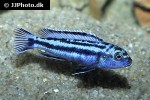 pseudotropheus cyaneorhabdos pseudotropheus cyaneorhabdos