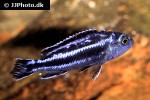 pseudotropheus cyaneorhabdos pseudotropheus cyaneorhabdos