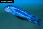 pseudotropheus cyaneorhabdos pseudotropheus cyaneorhabdos