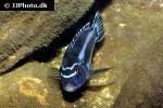 pseudotropheus cyaneorhabdos pseudotropheus cyaneorhabdos