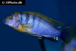pseudotropheus fainzilberi pseudotropheus fainzilberi