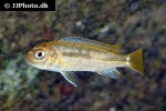 pseudotropheus interruptus pseudotropheus interruptus
