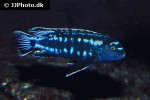 pseudotropheus interruptus pseudotropheus interruptus