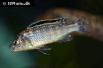 pseudotropheus joanjohnsonae pseudotropheus joanjohnsonae