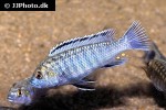 pseudotropheus joanjohnsonae pseudotropheus joanjohnsonae