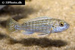 pseudotropheus joanjohnsonae pseudotropheus joanjohnsonae