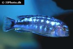 pseudotropheus johannii pseudotropheus johannii