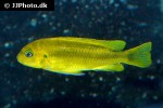 pseudotropheus johannii pseudotropheus johannii