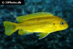 pseudotropheus johannii pseudotropheus johannii