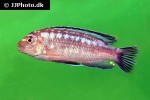 pseudotropheus johannii pseudotropheus johannii