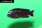 pseudotropheus johannii pseudotropheus johannii