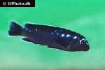 pseudotropheus johannii pseudotropheus johannii