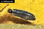 pseudotropheus johannii pseudotropheus johannii