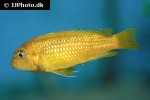 pseudotropheus johannii pseudotropheus johannii