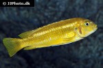 pseudotropheus johannii pseudotropheus johannii