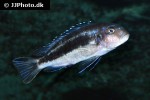 pseudotropheus johannii pseudotropheus johannii