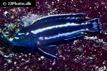 pseudotropheus johannii pseudotropheus johannii