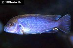 pseudotropheus perspicax pseudotropheus perspicax
