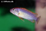 pseudotropheus perspicax pseudotropheus perspicax
