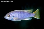 pseudotropheus species acei pseudotropheus species acei