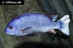pseudotropheus species acei pseudotropheus species acei