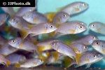 pseudotropheus species acei pseudotropheus species acei