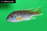 pseudotropheus species acei pseudotropheus species acei
