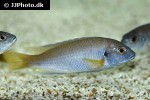 pseudotropheus species acei pseudotropheus species acei