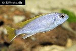 pseudotropheus species acei pseudotropheus species acei