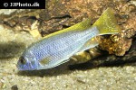 pseudotropheus species acei pseudotropheus species acei