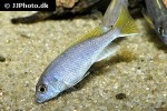 pseudotropheus species acei pseudotropheus species acei