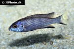 pseudotropheus species acei pseudotropheus species acei