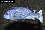 pseudotropheus species acei pseudotropheus species acei