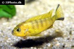 pseudotropheus species daktari pseudotropheus species daktari