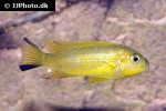 pseudotropheus species daktari pseudotropheus species daktari