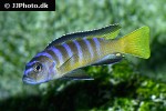 pseudotropheus species elongatus pseudotropheus species elongatus